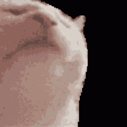 Cat vibing meme variation