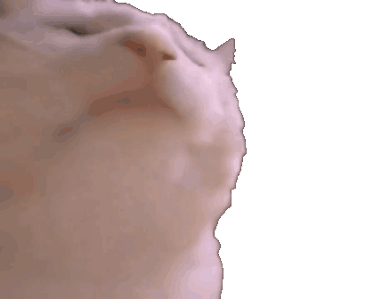 vibe cat